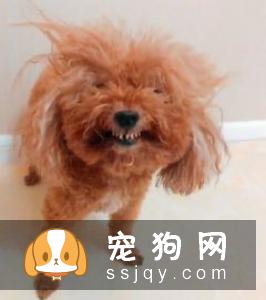 泰迪狗狗造型如何做? 泰迪狗狗造型教程!