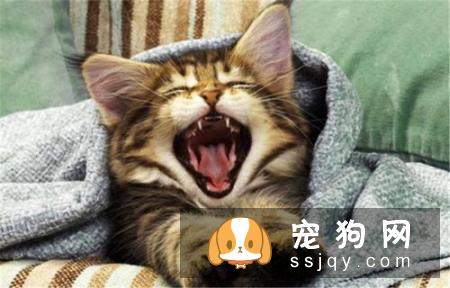 宠物不断抓挠嘴巴，当心食道卡异物