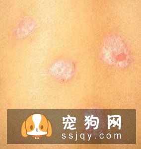 阿拉斯加犯皮肤病该如何治疗与预防