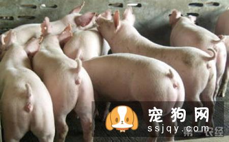 澳大利亚卡尔比的外形特征及饲养方法|图片