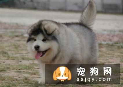 巨型阿拉斯加犬多少钱一只，价格贵吗？