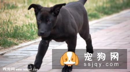 卡德卑斯太尔犬的特征介绍及饲养方法|图片|价格|训练