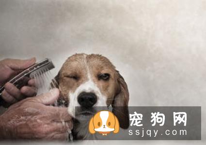 狗狗有异食癖，乱吃东西该如何治疗？