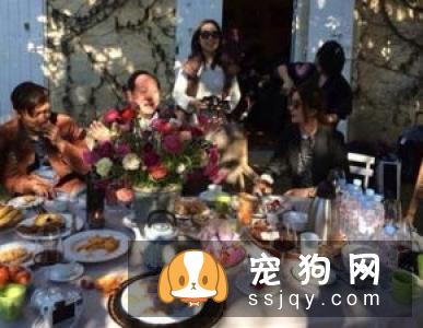 小小的葡萄、大大的伤害，千万不能给狗狗吃！