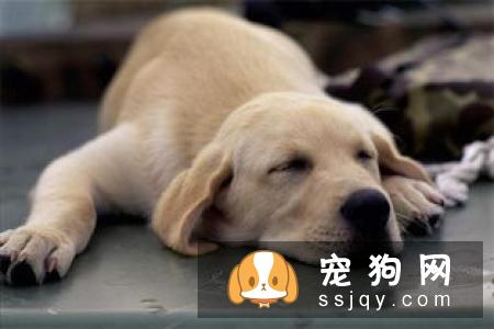 金毛犬吃什么牌子的狗粮健康？