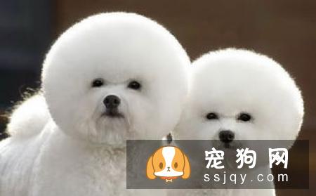 狗狗难产有什么表现，狗狗难产怎么办？