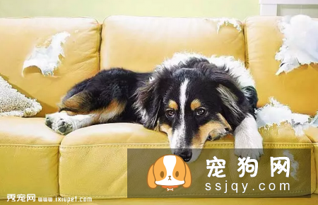 狗狗异食癖是什么原因导致的，应该如何防治？
