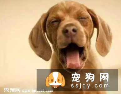 狗鼻子的湿与干 能证明狗狗的健康与否吗？