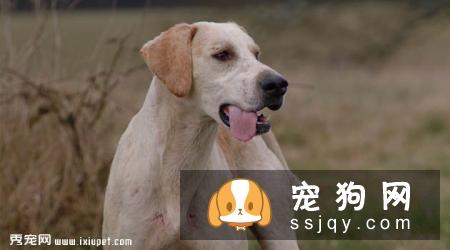 猎狐犬多少钱,好养吗?猎狐犬图片|价格|训练