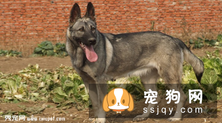 狼青犬价格贵吗,训练方法|图片