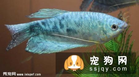 蓝曼龙鱼的外形特征及饲养方式|图片