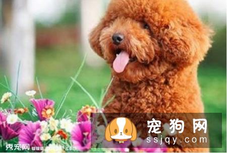什么狗最好养?正确的养狗办法有哪些?