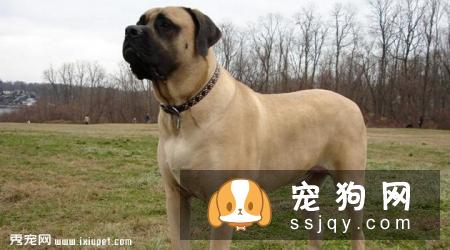 马士提夫犬多少钱一只，好不好训练？