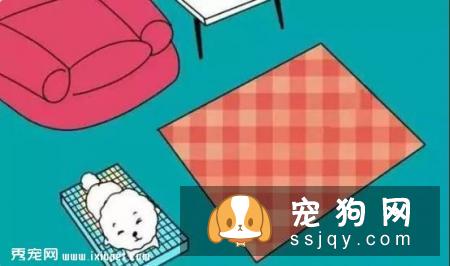 狗狗不会定点排便？那你应该这么训练