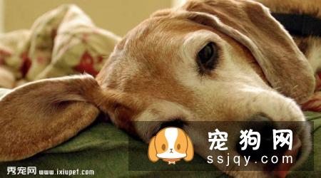 猎狐犬多少钱,好养吗?猎狐犬图片|价格|训练