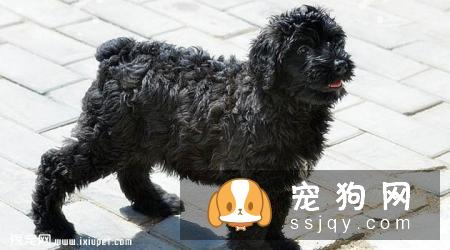 法兰德斯牧牛犬的外形特征及饲养方法|价格