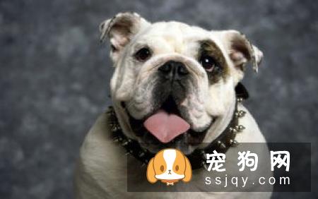 英国玩具梗犬的饲养方式及性格特点