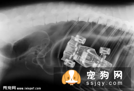 狗狗异食癖是什么原因导致的，应该如何防治？