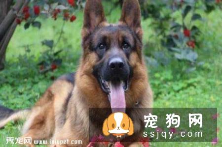 德国牧羊犬拉血的原因及治疗方法