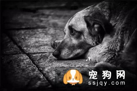 狗狗发烧的症状