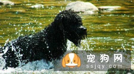 法兰德斯牧牛犬的外形特征及饲养方法|价格