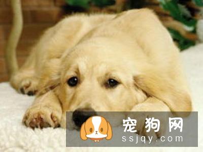 金毛狗粮如何挑选？喂养金毛需要注意哪些事项？