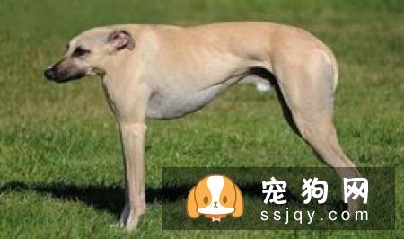 狗狗把耳朵挠出血是什么原因？