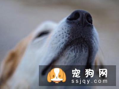 狗狗有异食癖，乱吃东西该如何治疗？