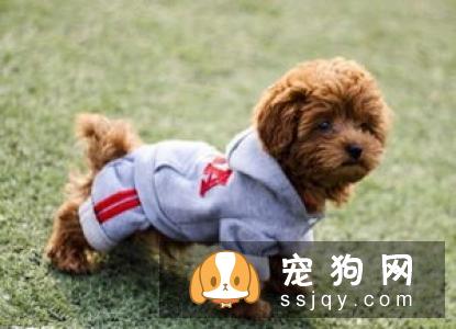 猎狐犬多少钱,好养吗?猎狐犬图片|价格|训练