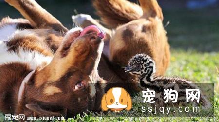 澳大利亚卡尔比的外形特征及饲养方法|图片