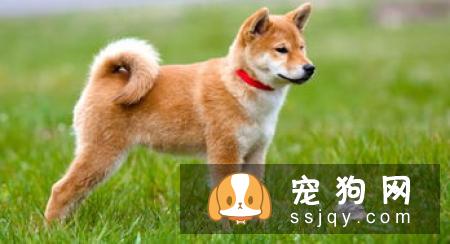 美系秋田犬好养吗?如何正确挑选?
