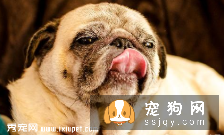 狗狗有异食癖，乱吃东西该如何治疗？