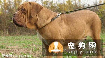 意大利扭玻利顿犬的缺点及外形特征_训练_价格