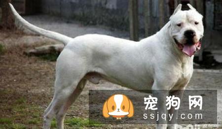 爱尔兰猎狼犬多少钱_智商排名_寿命