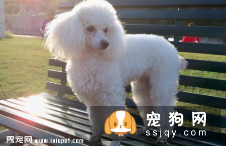 贵宾犬便秘，怎么解决狗便秘