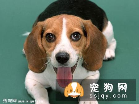 比格犬的历史介绍及作用
