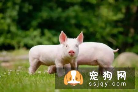 猎犬排名之德国牧羊犬的介绍与其饲养办法