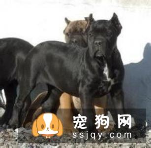 卡斯罗犬的性格_宠物频道