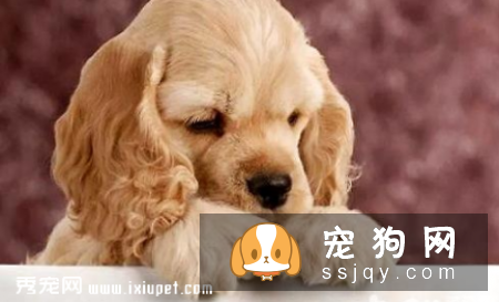 狗狗有异食癖，乱吃东西该如何治疗？