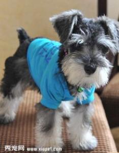 法兰德斯牧牛犬的外形特征及饲养方法|价格