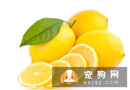 狗狗身上的跳蚤应该如何祛除