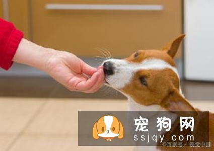 怎么训练狗狗装死的行为？