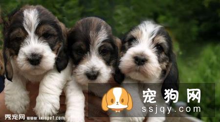 大格林芬犬好养吗_怎么饲养？