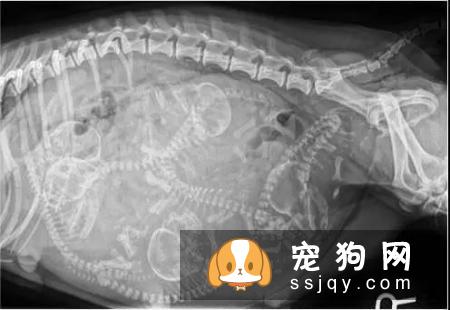 狗狗难产有什么表现，狗狗难产怎么办？