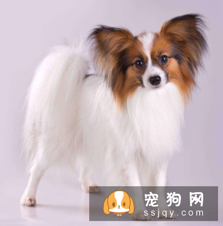 哪种宠物狗干净好养 第一名竟是它?