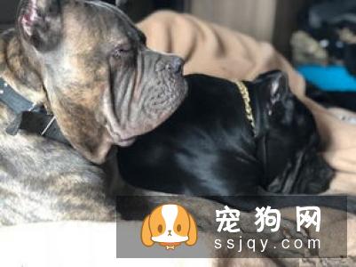 卡斯罗犬的性格_宠物频道