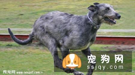 爱尔兰猎狼犬图片_爱尔兰猎狼犬多少钱