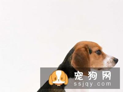 比格犬的历史介绍及作用
