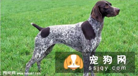 波音达猎犬怎么样_价格_图片