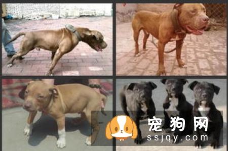 比特犬为什么不怕疼？